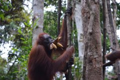 Dovolenka v Indonézii, orangutani na Borneu