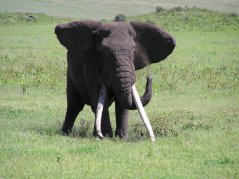 Safari Afrika, Tanzánia, Ngorongoro